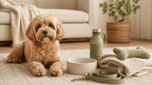 Simple Pet Essentials for Everyday Routines