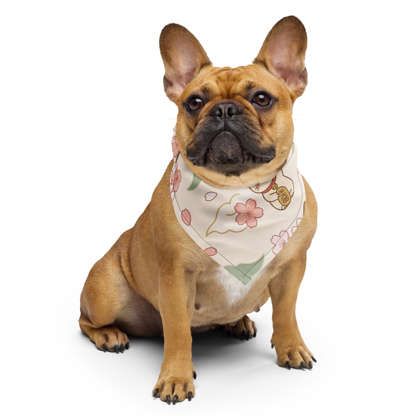 Cute French Bulldog sitting and wearing the Japanese inspired Lucky Cat Sakura Pet Bandana