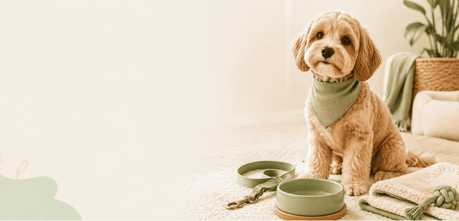 Small dog wearing a sage pet bandana beside everyday pet products in a cozy home setting.