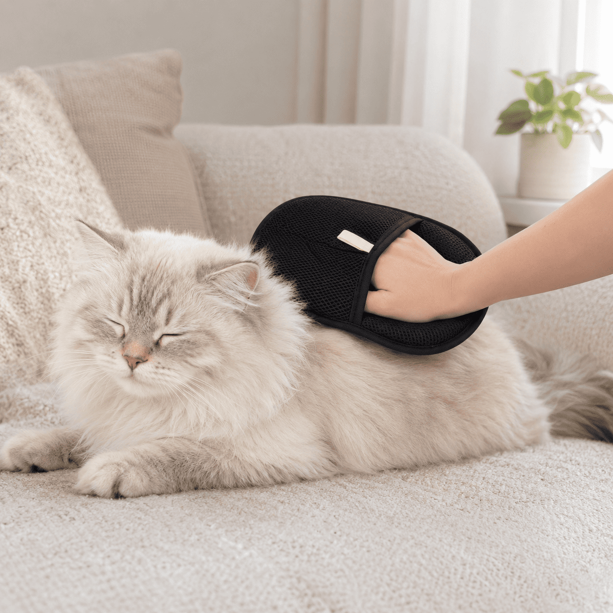 Pet grooming mitt gently brushing a fluffy cat on a cozy sofa