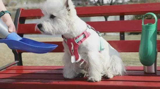 Dog drinking from a portable pet travel water bottle during an outdoor walk