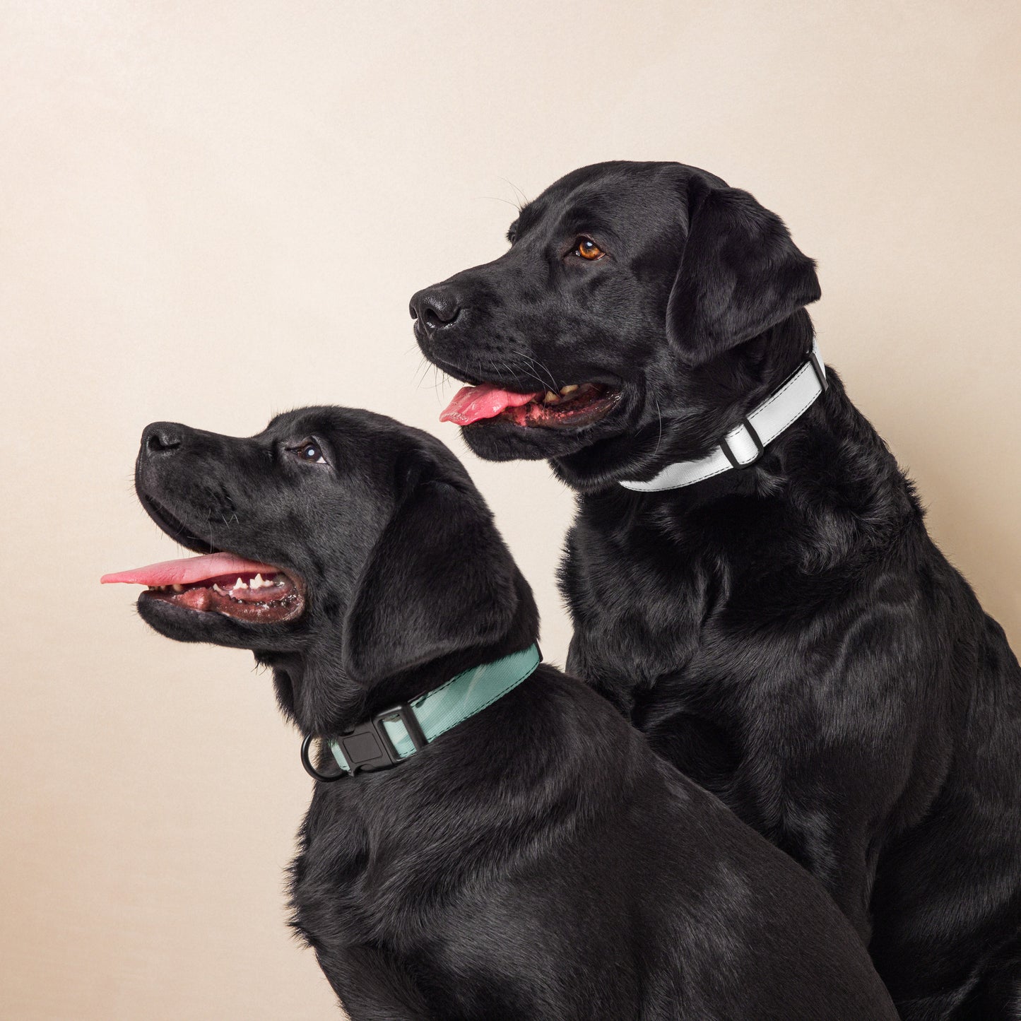 Dog wearing the Seafoam Drift Adjustable Pet Collar with a black buckle and abstract wave pattern.