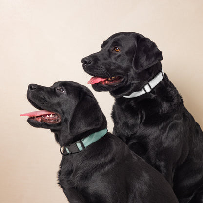 Dog wearing the Seafoam Drift Adjustable Pet Collar with a black buckle and abstract wave pattern.