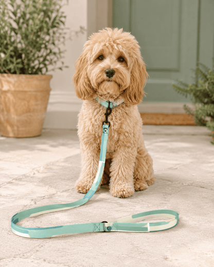 Dog using the Seafoam Trail 6 ft Pet Leash in a cozy neutral lifestyle setting.