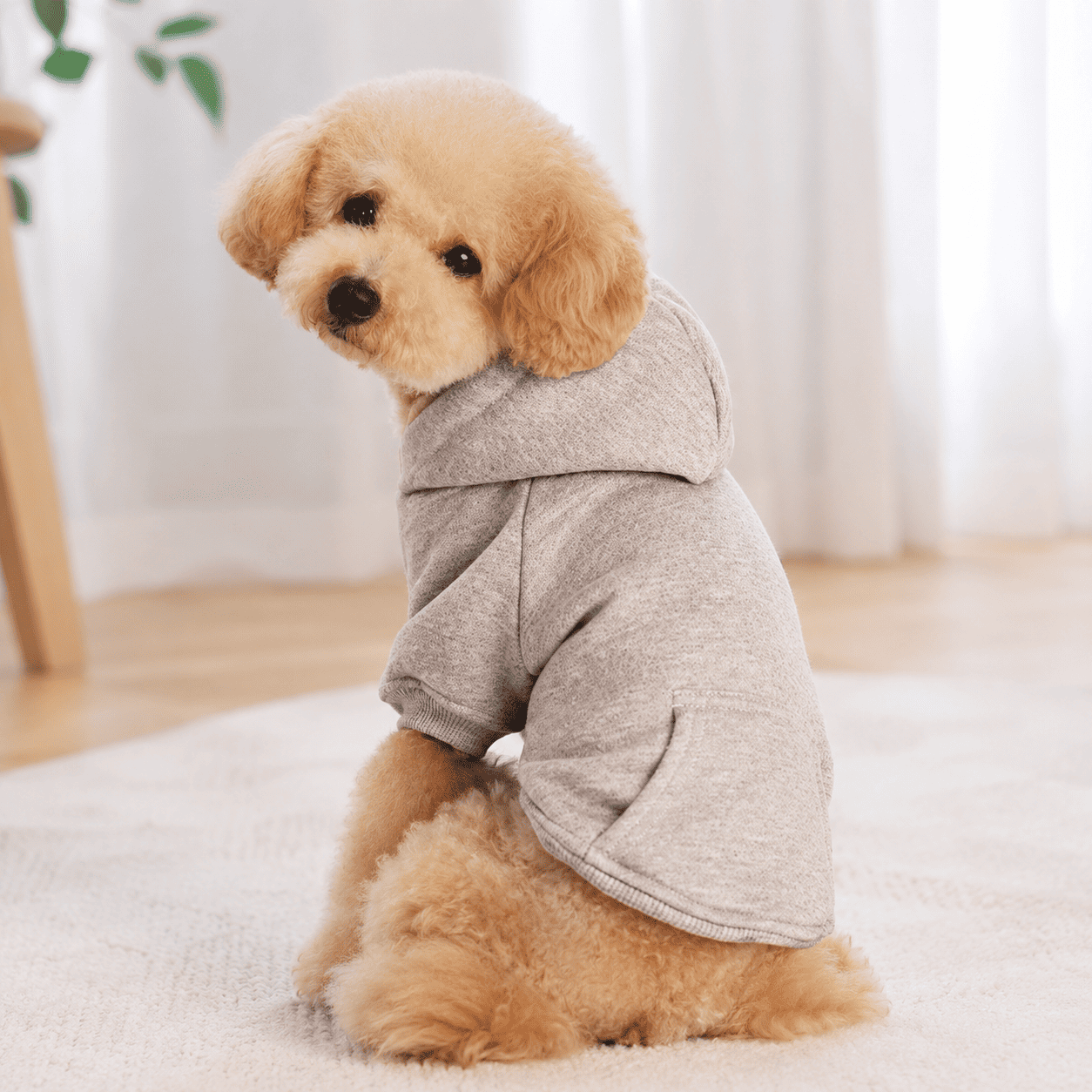 Small dog wearing a grey soft fleece pet hoodie indoors