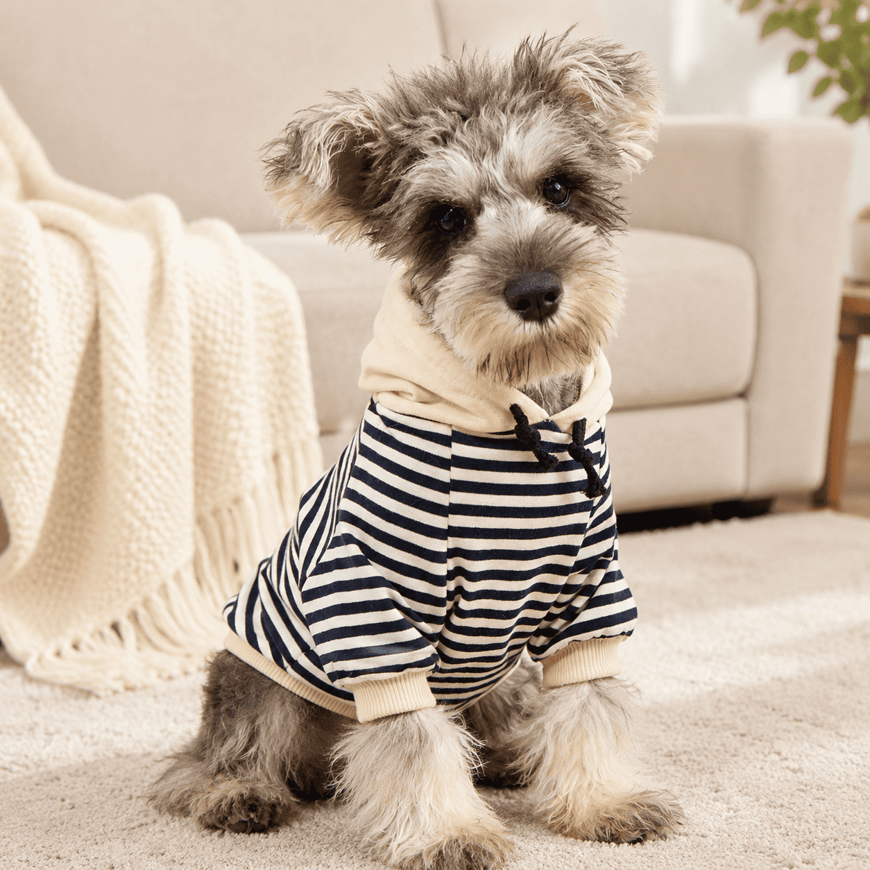 Small dog wearing the Striped Knit Pet Hoodie in a cozy indoor lifestyle setting.