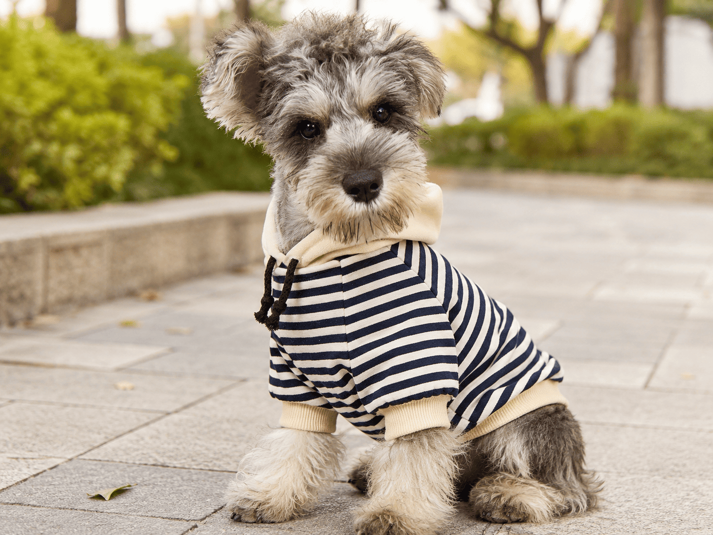 Small dog wearing the Striped Knit Pet Hoodie in a relaxed outdoor lifestyle setting.